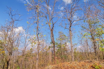 Obraz na płótnie Canvas view of dry tree branches on side road with blue sky background, Mae Ya Waterfall, Chiang Mai, northern of Thailand.