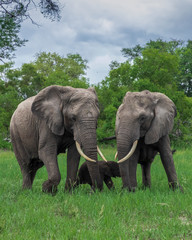 Fototapeta na wymiar Beautiful Elephants' portrait captured in the African wilderness. 
