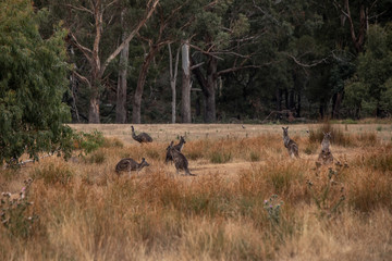 Australische Wildtier Landschaft