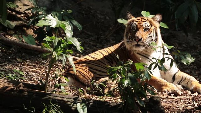  Asian tiger is resting in the atmosphere in nature.