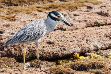 Yellow-crowned Night Heron (Nyctanassa violacea) in Mexico