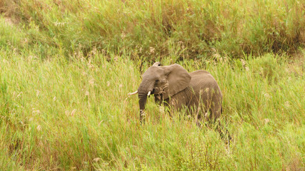 Naklejka na ściany i meble African Elephant (Loxodonta africana) standing in long grass, taken in Kruger Park, South Africa