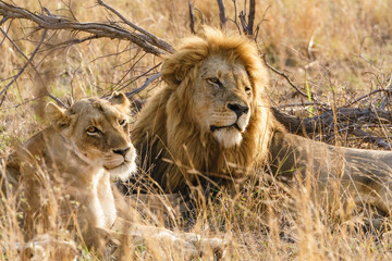 Lion (Panthera leo)