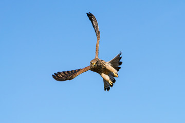 Common Kestrel (Falco tinnunculus) in flight, facing the camera, in England