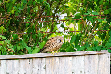 Common Kestrel (Falco tinnunculus) sitting on a fence in London