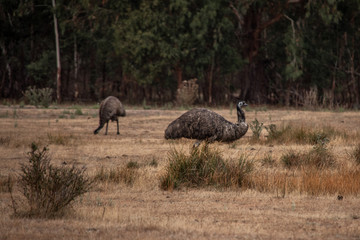 Zwei Emus