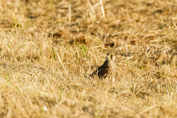 Common Kestrel (Falco tinnunculus) sitting on a grass field in London