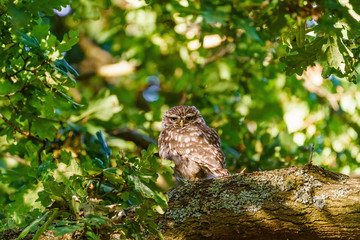 Little Owl (Athene noctua) surrounded by leaves in a tree, taken in the UK