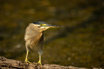 Striated heron or green backed heron close up sitting on tree trunk extremely sharp and close image clicked in keoladeo national park or bird sanctuary, bharatpur, india	- butorides striata