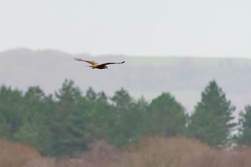 Marsh harrier (Circus aeruginosus) in flight over field, taken in Dorset, England