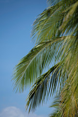 Fototapeta na wymiar feuillage palmier