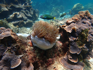 Marine life under sea water, underwater landscape photography