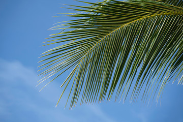 feuille de palmier 