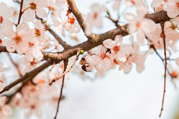 Cherry blossoms or other fruit trees in the spring season. Close up of flowers. Copy space. Sakura