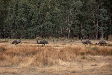 Fototapeta na wymiar Einige Emus hinter hohem Gras