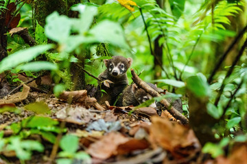 Pair of Baby Ring-Tailed Coati (Nasua nasua rufa) moving through forest, taken in Costa Rica
