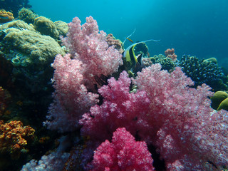 Marine life under sea water, underwater landscape photography
