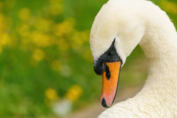Mute swan (Cygnus olor), taken in the UK