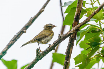 Common Chiffchaff (Phylloscopus collybita) in bush, in England