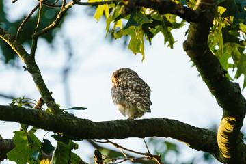 Little Owl (Athene noctua) perched on a branch against a bright background, taken in the UK