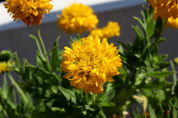 Yellow flower in the terrace garden. India