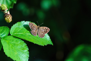 Speckled Wood Butterfly (Pararge aegeria) on a leaf, in the UK