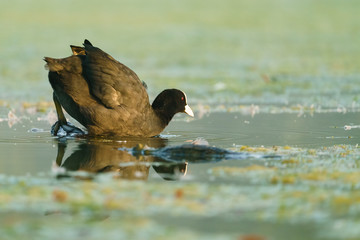 Coot (Fulica atra) climbing into waters of a small lake, taken in the UK
