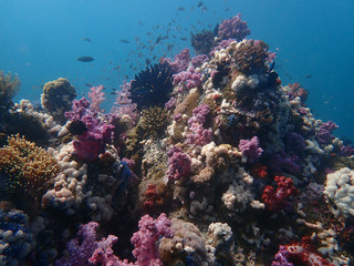 Naklejka na ściany i meble Marine life under sea water, underwater landscape photography