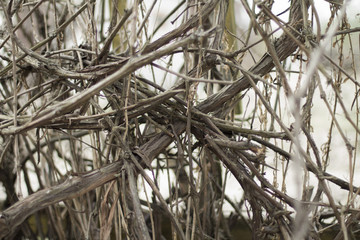 Vine. Many road . Interweaving directions.