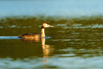 Great Crested Grebe (Podiceps cristatus) in warm early morning light, taken in London