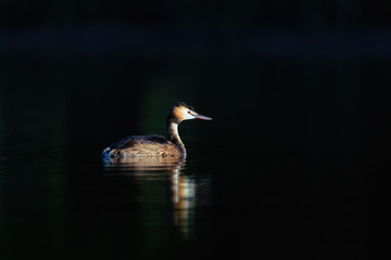 Great Crested Grebe (Podiceps cristatus) standing out against dark water on an early autumn morning, taken in the UK