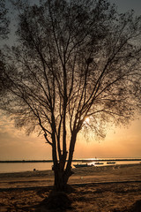 Silhoutte tree on sunrise background in Dammam Sea side -Saudi Arabia.