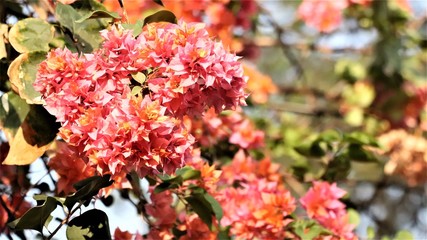 PINK FLOWER WITH A BLUR BACKGROUND.