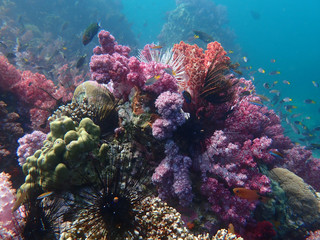 Marine life under sea water, underwater landscape photography