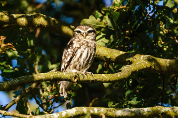Little Owl (Athene noctua) perched in a tree in bright daylight, taken in the UK