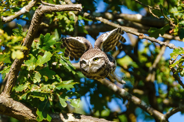 Little Owl (Athene noctua) taking off, taken in the UK