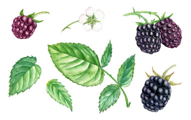 watercolor drawing branch of blackberry