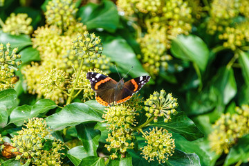 Red Admiral (Vanessa atalanta) on an ivy hedge in autumn, in London, England