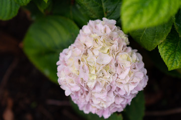 Hydrangea