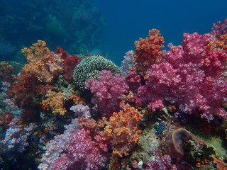Fototapeta na wymiar Marine life under sea water, underwater landscape photography