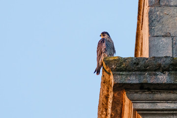 Peregrine (Falco peregrinus) perched on the side of a church tower in London