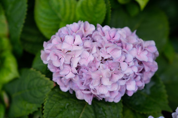 Hydrangea