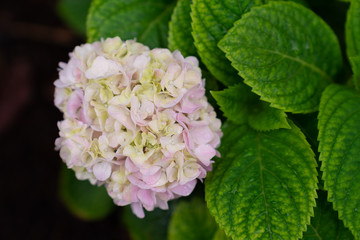 Hydrangea
