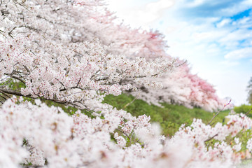 日本の春　桜