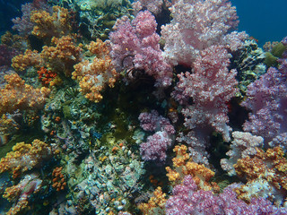 Marine life under sea water, underwater landscape photography