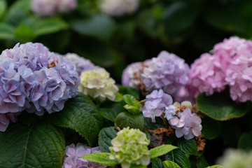 Hydrangea