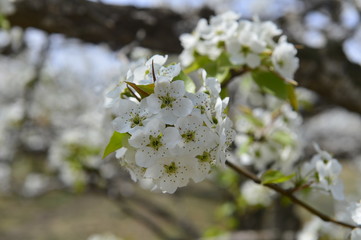Pear flower in full bloom in spring