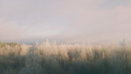 Obraz na płótnie Canvas Winter forest frost