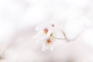 Naklejka na ściany i meble 日本の春　桜