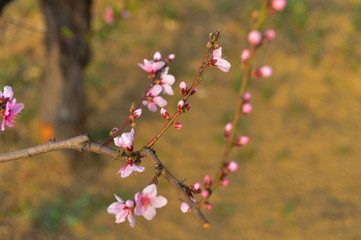 In full bloom in the peach blossom
